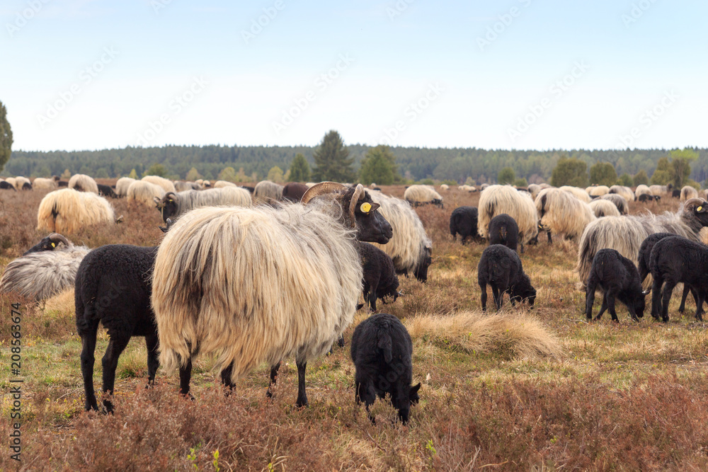 Flock of moorland sheep Heidschnucke with young lambs in Lüneburg Heath near Undeloh and Wilsede, Germany Flock of moorland sheep Heidschnucke with young lambs in Lüneburg Heath near Undeloh and Wilsede, Germany
