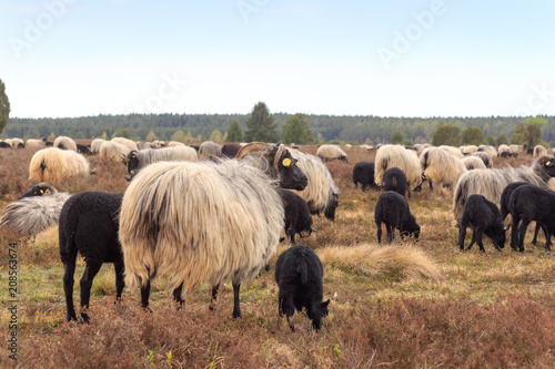 Flock of moorland sheep Heidschnucke with young lambs in Lüneburg Heath near Undeloh and Wilsede, Germany