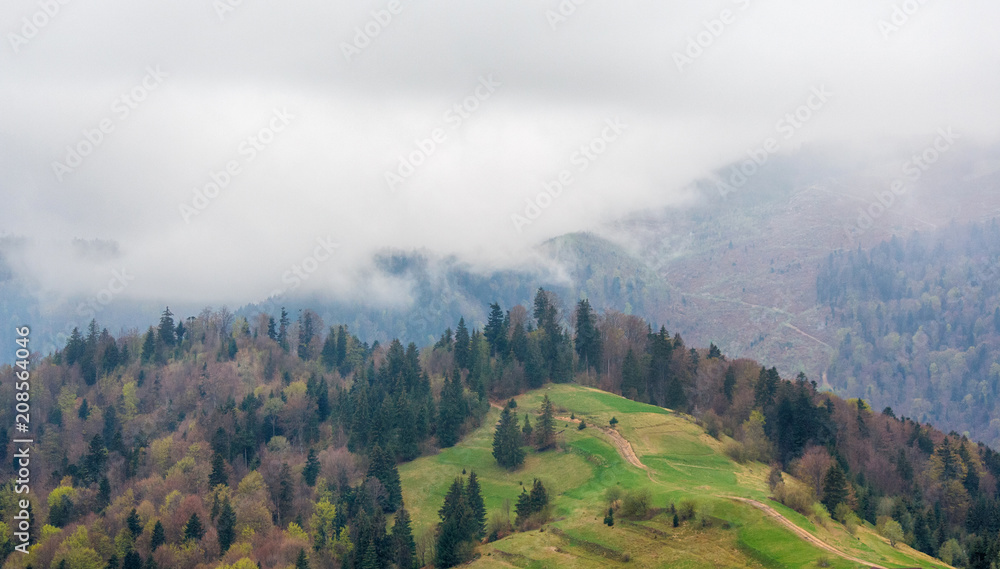 Fog and trees in the spring mountains. Carpathians