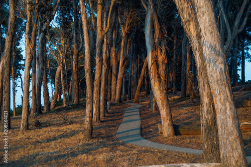 Fototapeta ścieżka wijąca się wśród drzew, prowadząca do oceanu