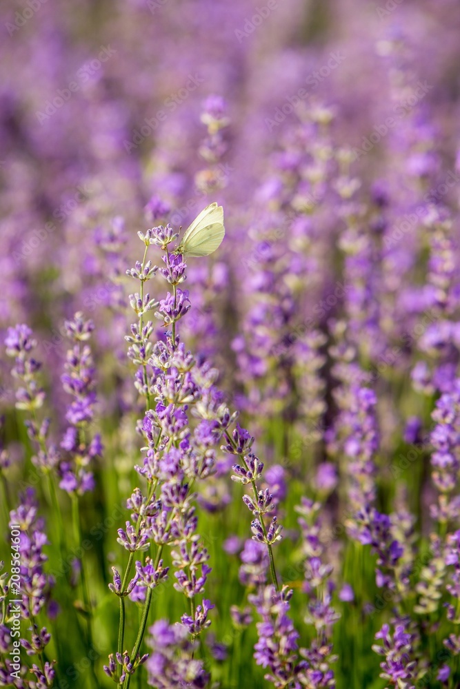 Obraz premium Butterfly flying over lavender flower, butterflies on lavender flower