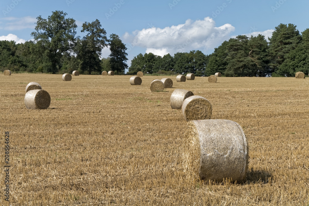 Hay bales on a mowed field