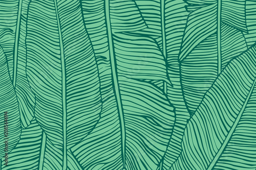 Vector texture with banana leaves. Hand drawn tropical foliage. Exotic green background.