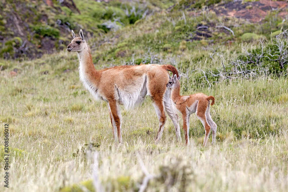 Guanaco (Lama guanicoe) in Torres del Paine National Park, Magallanes Region, southern Chile