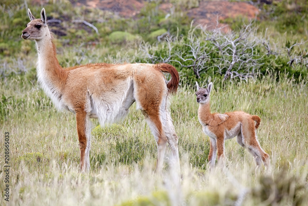 Guanaco (Lama guanicoe) in Torres del Paine National Park, Magallanes Region, southern Chile