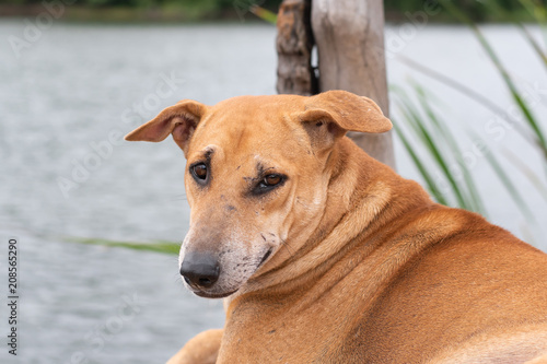 Happy dog, Thai dog close-up chilling at the river.