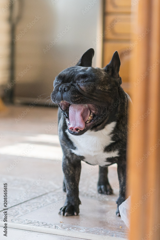 French bulldog with open jaws. The dog yawns. sleepy French Bulldog