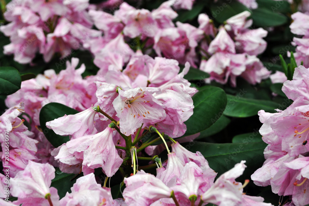 Pink rhododendron flowers, soft green blurry leaves background, close up detail Pink rhododendron flowers, soft green blurry leaves background, close up detail