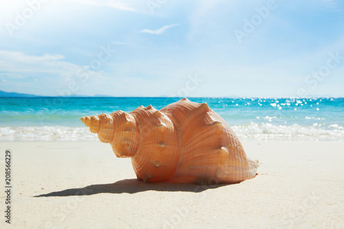 Shell on tropical beach