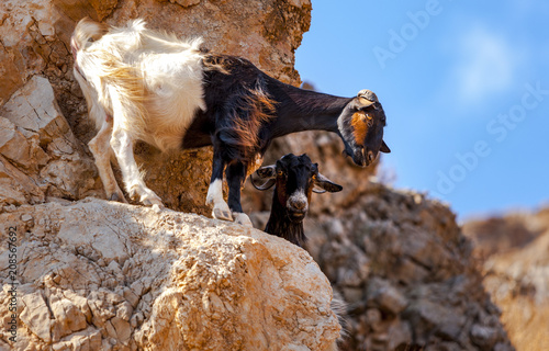 Goat in the mountains of Crete photo