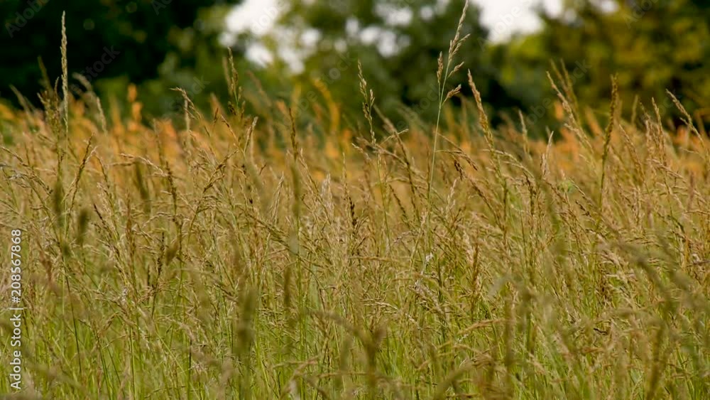 Hay field of fescue and other grasses blowing in a breeze Stock ビデオ