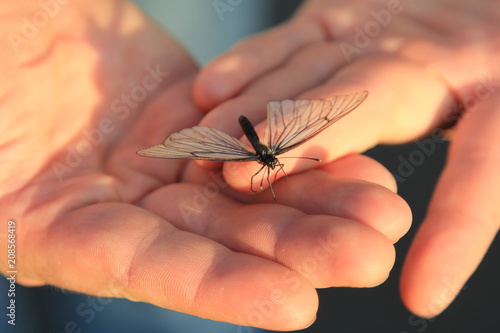 butterfly, insect, nature, flower, macro, animal, fly, green, wings, garden, summer, monarch, wildlife, closeup, wing, yellow, bug, beautiful, leaf, beauty, insects, orange, close-up, hand, spring
