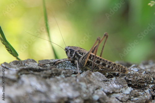 grasshopper, insect, macro, green, nature, animal, locust, bug, cricket, grass, isolated, insects, closeup, close-up, pest, antenna, hopper, jump, wildlife, white, brown, wild, leg, leaf, animals