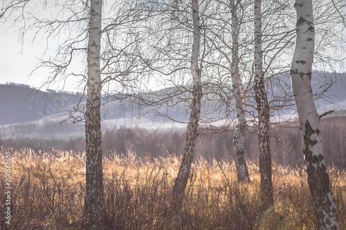 winter, forest, snow, tree, landscape, nature, trees, cold, frost, sky, woods, fog, autumn, season, white, ice, blue, wood, frozen, birch, park, light, mist, fall, river