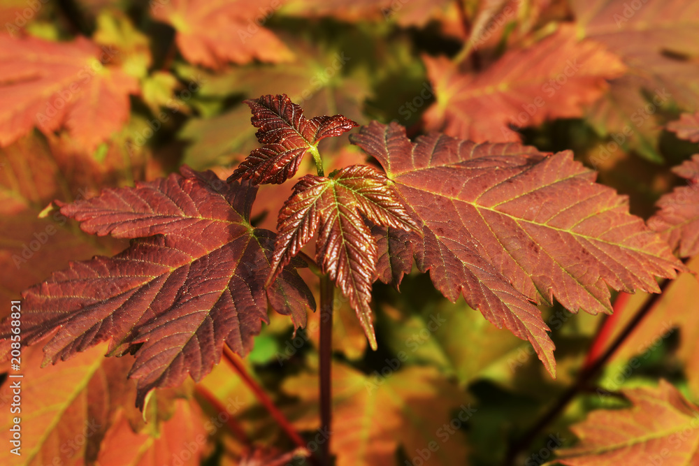 The autumn colors - the yellow and red leaves of a tree as a background 2
The autumn colors - the yellow and red leaves of a tree as a background 2