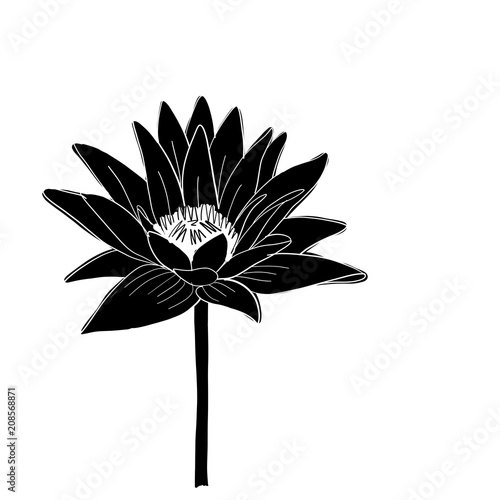 Lotus, lily water flower, sketch for your design