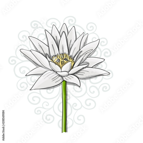 Lotus, lily water flower, sketch for your design