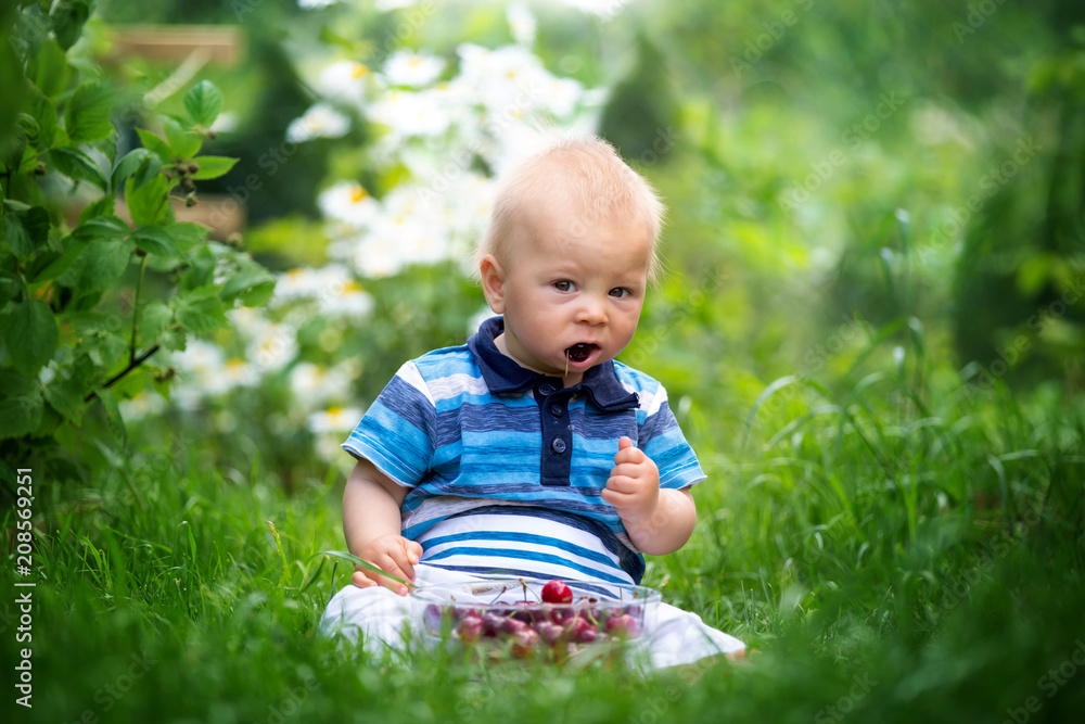Sweet little child, baby boy, eating cherries in garden, enjoying tasty fruit Sweet little child, baby boy, eating cherries in garden, enjoying tasty fruit
