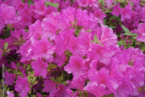 Azalea (tsutsuji, Rhododendron sp.) 
