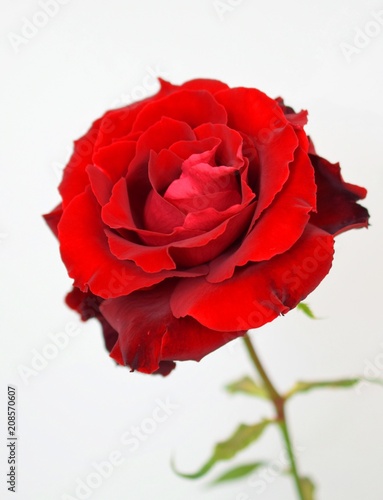 Fototapeta Naklejka Na Ścianę i Meble -  Beautiful red rose,close up.