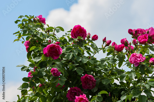 a large bush of red roses and a white blue sky