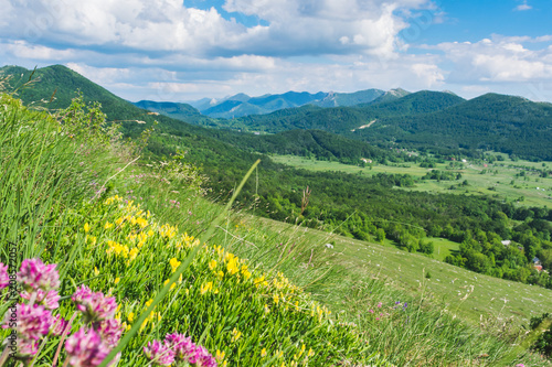Beautiful landscape view over a meadow full with flowers on green forested hills and peaks of Velebit mountain range on a beautiful sunny day with white clouds.  Summer in Croatia or travel concept