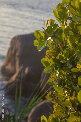 nature, tree, plant, green, leaf, spring, branch, flower, leaves, summer, isolated, water, forest, growth, flora, foliage, white, bud, close-up, closeup, natural, fresh, garden, blossom, agriculture