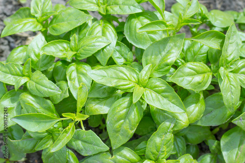 Fresh organic basilic leaves, green basil, growing plant in the garden, outdoors, natural food background