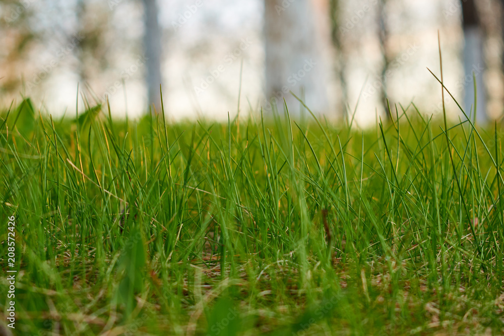 Obraz premium Fresh green spring grass with closeup. Nature background.