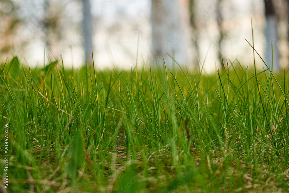 Fresh green spring grass with closeup. Nature background.
