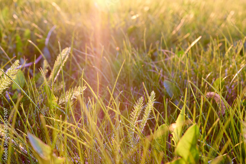 Warm summer evening with sun rays on the grass.