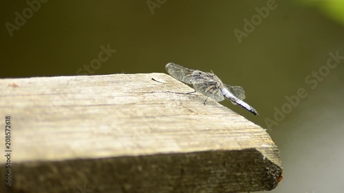 Insect a Dragonfly. Orthetrum albistylum. white dragonfly. 4 photo