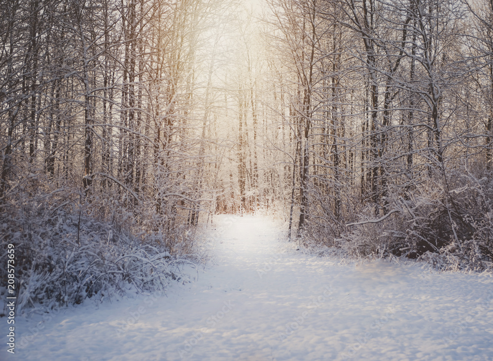 Sunshine in the snowy woods Sunshine in the snowy woods