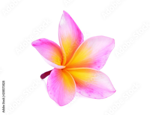 single pink frangipani flower isolated white background
