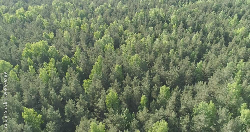 Aerial backward flight over mixed forest on a sunny summer day Aerial backward flight over mixed forest on a sunny summer day