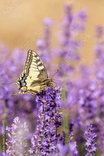 Butterfly flying over lavender flower, butterflies on lavender flower