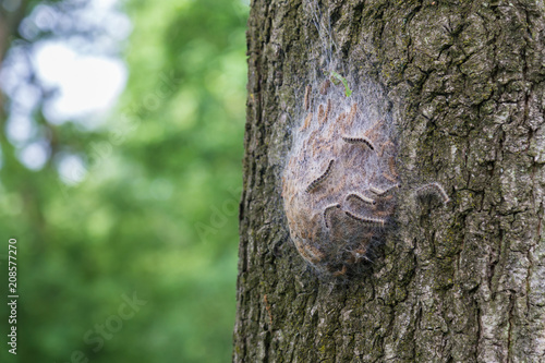 Procession caterpillar nest on the treen trunk of an oak tree photo