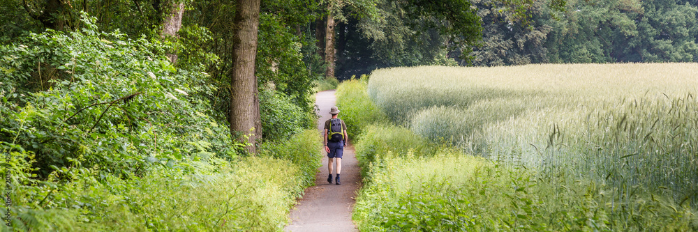 Fototapeta premium Walking through the beautiful Dutch countryside with oak trees and a rye field