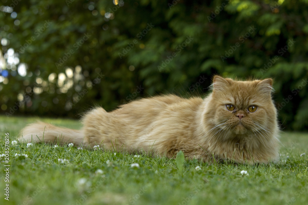 Although the Persian cat has only one nicely expressed freedom kite, it will also play in the garden.

