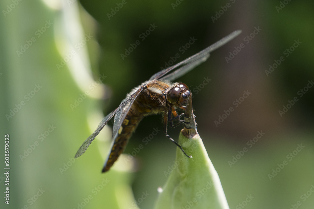 Libellula depressa - dragonfly sitting on a large aloe tree. Libellula depressa - dragonfly sitting on a large aloe tree.