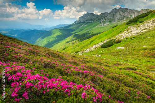 Magical pink rhododendron flowers in the mountains, Bucegi, Carpathians, Romania