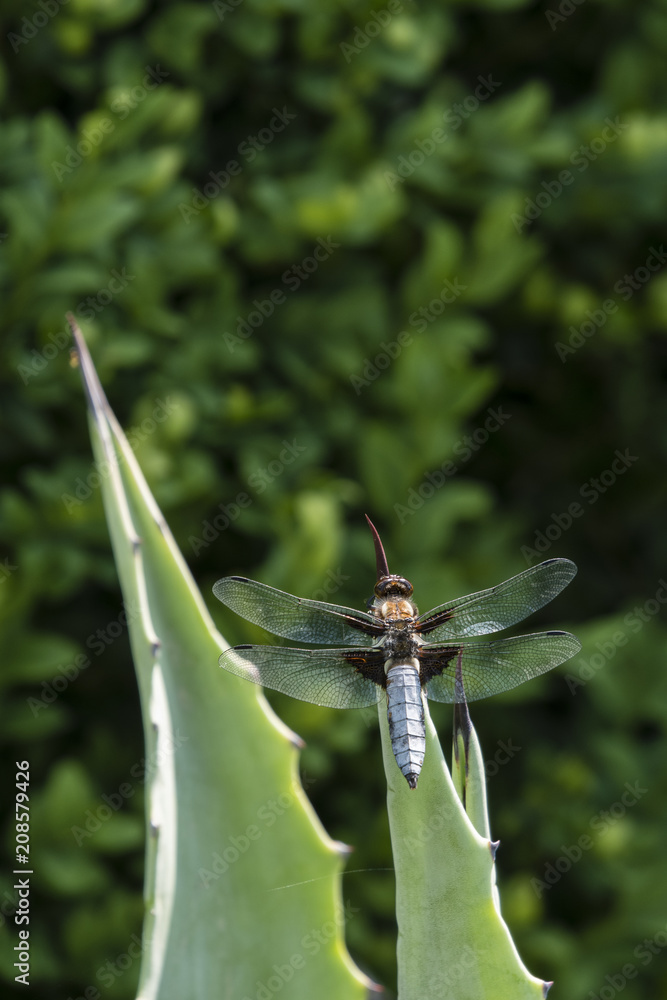Fototapeta premium Libellula depressa - dragonfly sitting on a large aloe tree.