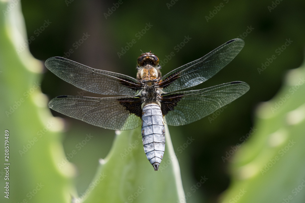Libellula depressa - dragonfly sitting on a large aloe tree. Libellula depressa - dragonfly sitting on a large aloe tree.