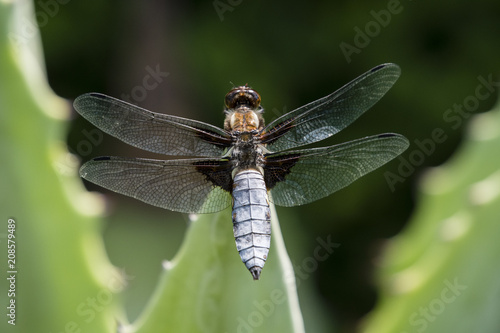 Libellula depressa - dragonfly sitting on a large aloe tree. © lapis2380