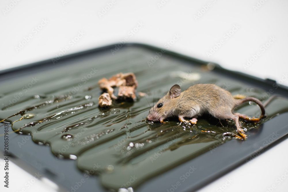 Mice trapped on kill mice,dead mice. Stock Photo