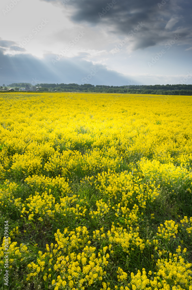 Obraz premium yellow rape seed field in spring