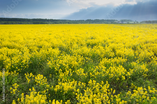 yellow rape seed field in spring © Mak