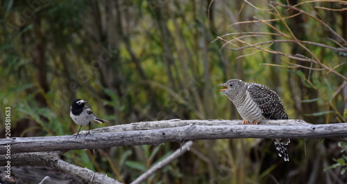 A large common cuckoo chick asking its wagtail host for more food photo