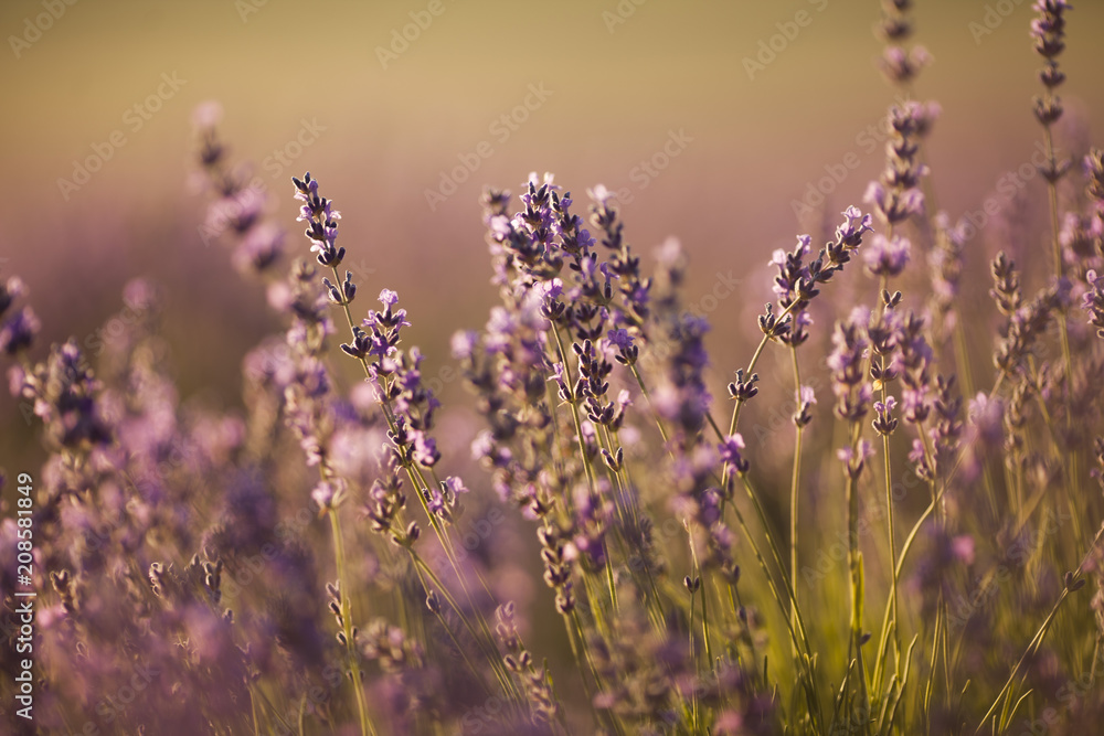Obraz premium beautiful lavender field at sunset