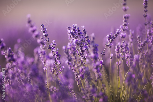 beautiful lavender field at sunset
